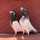 للبيع جوز تيدي سخي ماشاءالله