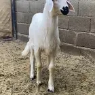 رخل ذهبيه جبره