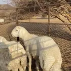 مشروع فحل حري صنف