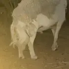 فحل حري فاخر