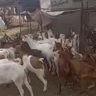 ماعز للبيع مع عيالها