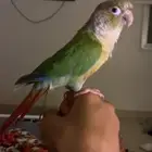 ببغاء كنيور هدد اليف