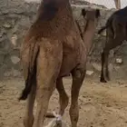 قعود. كفو