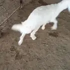 رخل داغوره مكبوسسسه ششحم