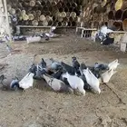 حمام أجواز على السوم