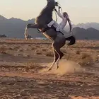 خيل شعبي خيل طرب فيه لاتهاب في الوتر