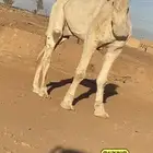 زمل ساسه على فحل الحيسوني