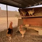 الي يبي فديو يرسله وتس