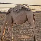 القرنه