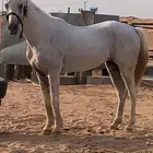 حصان