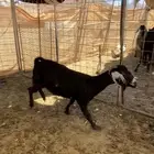 معرض لكم  قعود  لحم و  عنز  مضارع