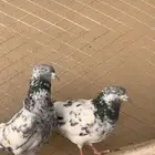 حمام باكستاني صحة شرط للبيع على السوم