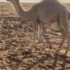 قعدان قصب طيبه
