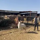 فحل غنم كفو