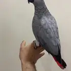 كاسكو فاتح جدا محجل انتاج محلي اليف متكلم العمر 11 شهر