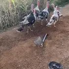 رومي