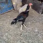 ديك بكستاني