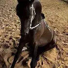 حصان شعبي