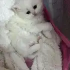 ابغا قطوه للتبني اليفه متعلمه واذا ب اغراضها بدفع حقها