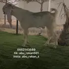 تبس مطور أبيض أبرص فاخر