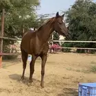 للبيع فرس شعبيه كفو