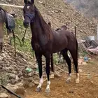 حصان سبووق وجبر ارتفاع 164. نقبل البدل المناسب