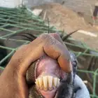 ماعز مضاريع