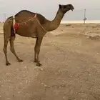 عشرا صفراء ناقه انتاج حدرها قعود