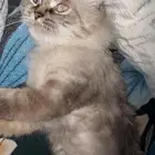 تبني