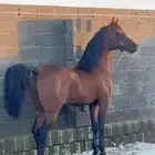 حصان قطعه فاخره