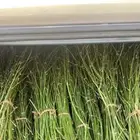 مرخ.