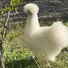 فروخ قطني بيور