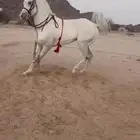حصان شعبي