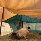 غنم نعيم دفيع وحصيب