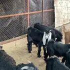تيوس