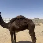 قعود