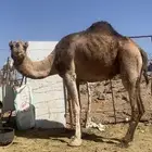 ناقه حمراء هديه عدله