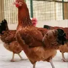 السلام عليكم لي يخبرلي دجاج تركي للبيع يتواصل معي نفس هذا