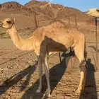 قعود  للبيع مفرود