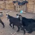 الصناعية
