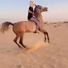فرس شعبيه كفوو