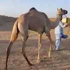 بكار للبيع