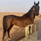 حصان جزيري والبيع شعبي لاهل الركوب