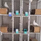 شبك ثقيل 6 محاكر