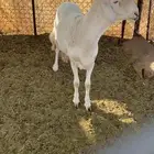 خروف صنف سنه ثني مطور