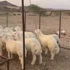 طليان جبر طليان وسط ذبايح بسعر مناسب متوفر تابي
