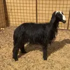 للبيع خروف مشروك