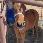 للبيع حصان