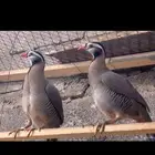 درج طيور قهاباء