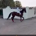 خيل